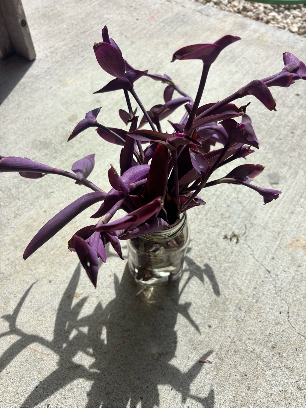 Purple Tradescantia cuttings